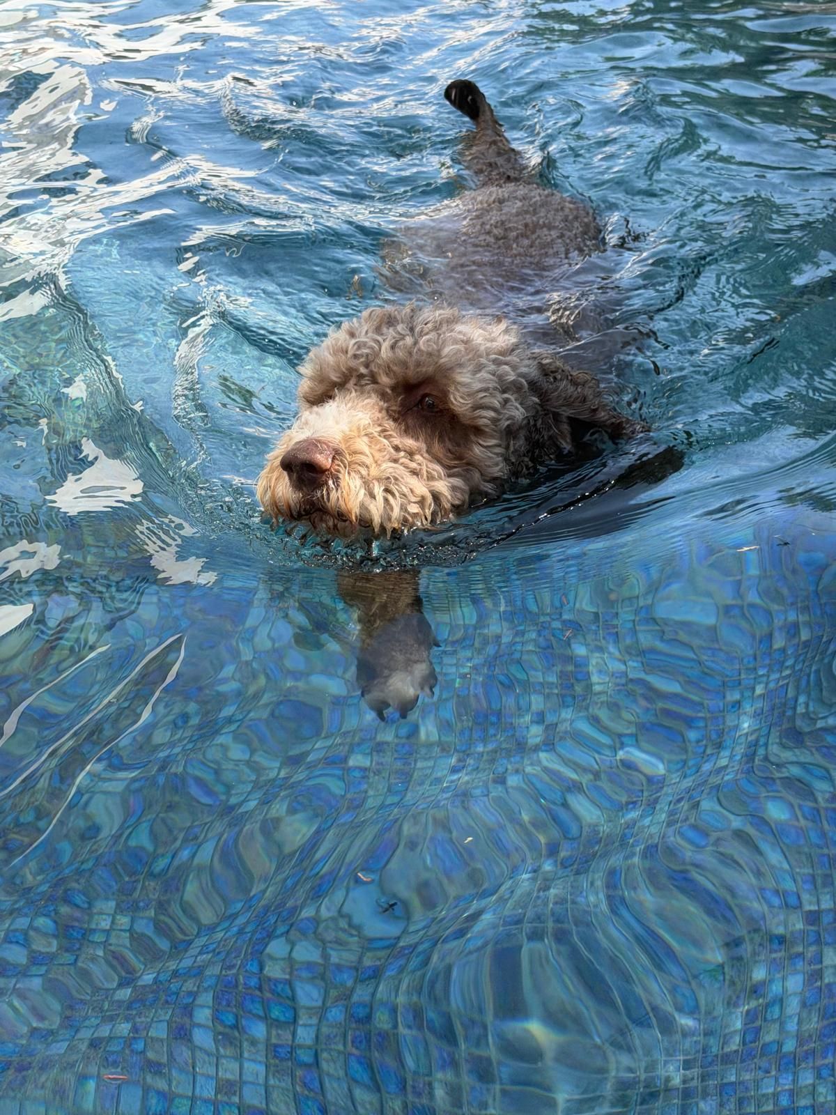 Dog swimming happily in the pool
