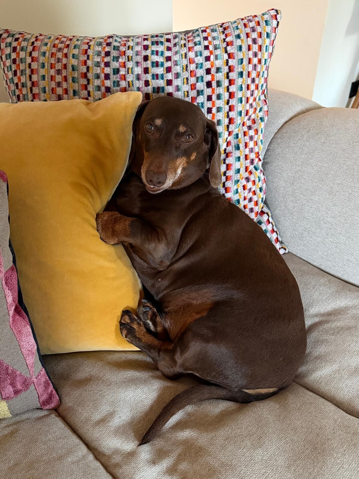 Dachshund relaxing on the sofa cushions
