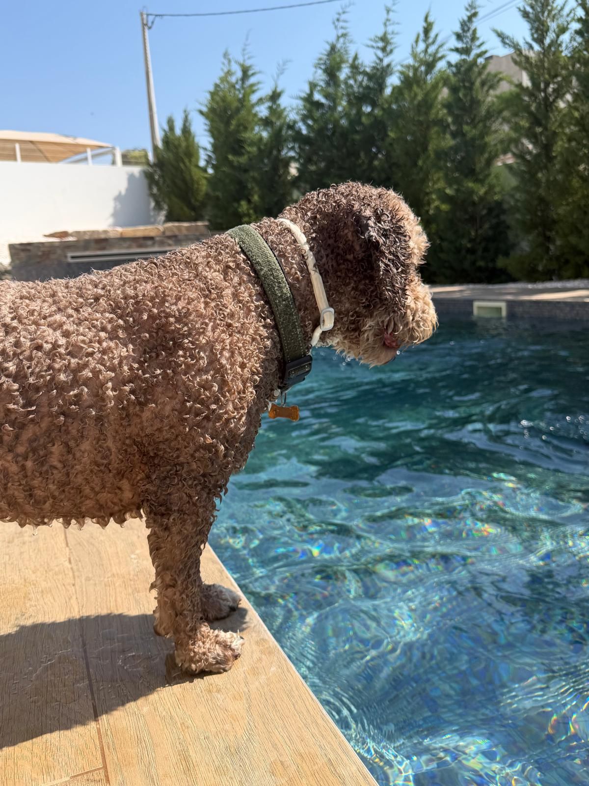 Dog by the poolside in the sunshine