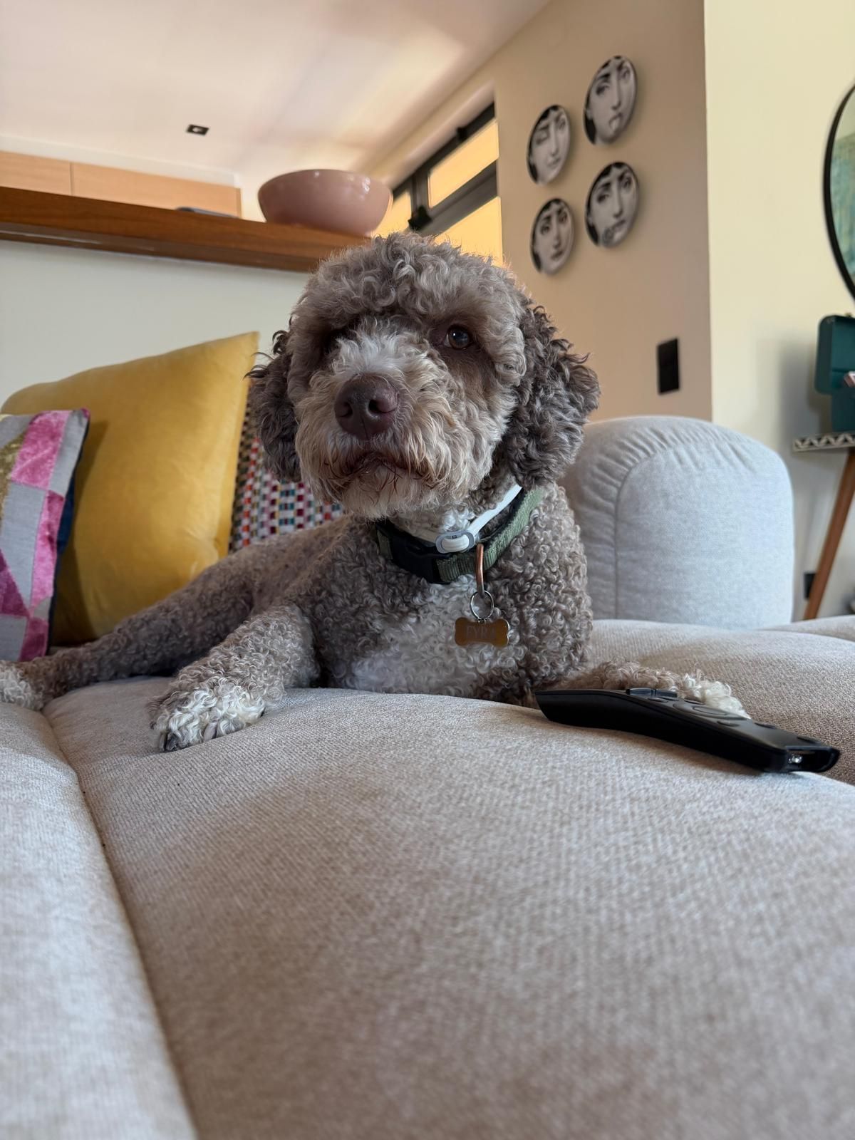 Dog curled up in a cosy armchair