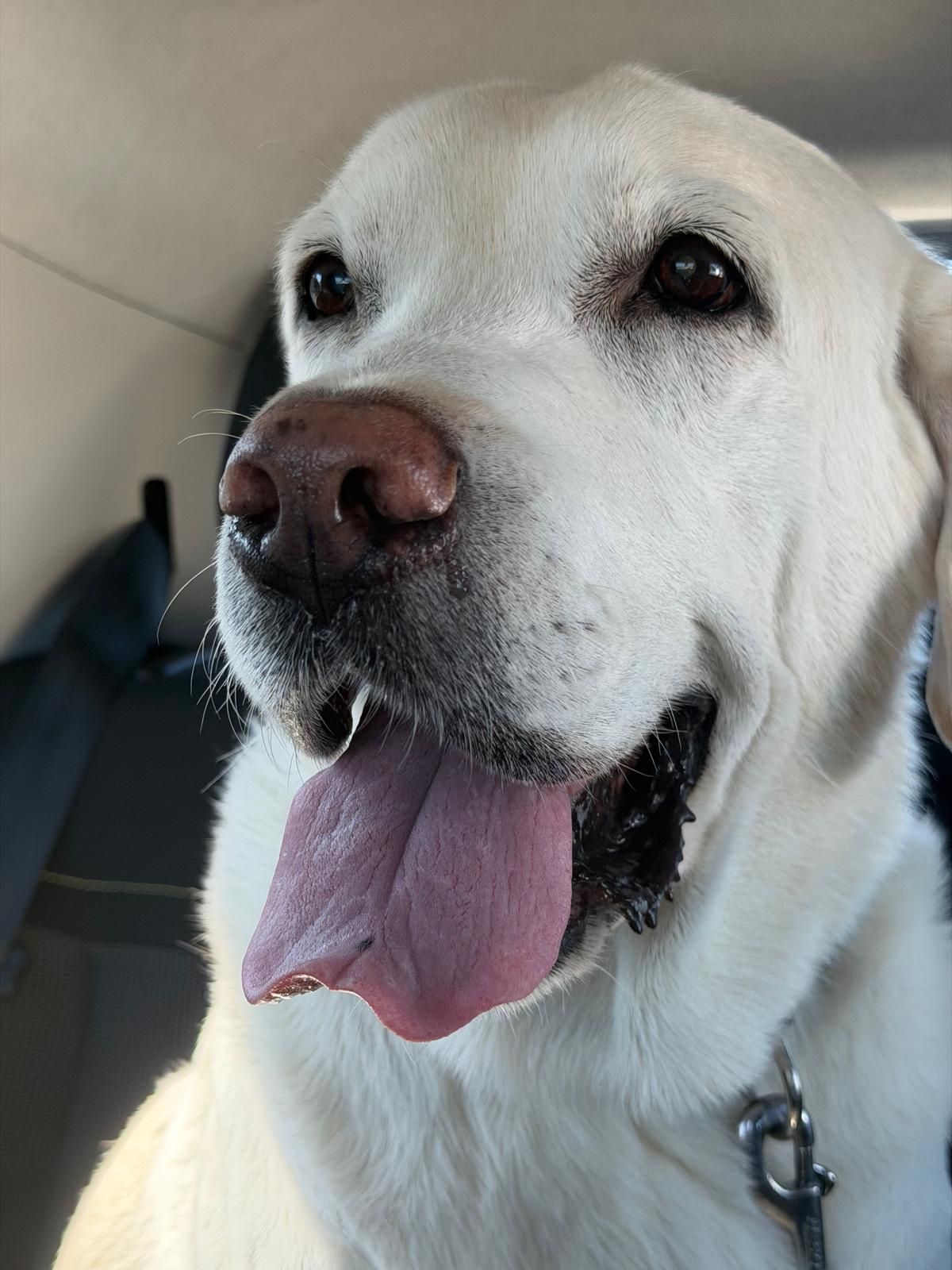 Happy labrador smiling after a walk