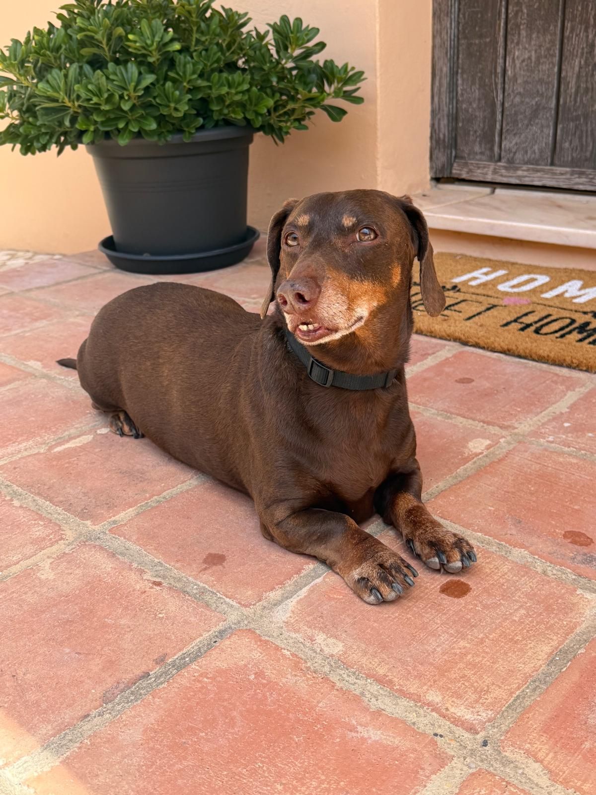 Dog sunbathing on the doorstep