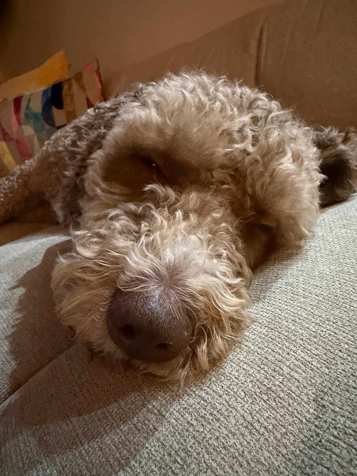 Curly-coated dog snoozing on the sofa