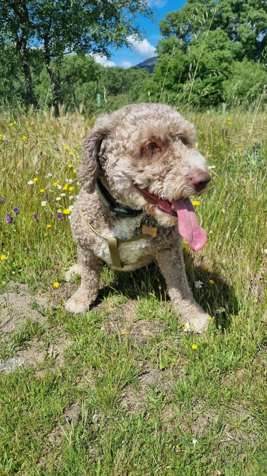 Dog Walking